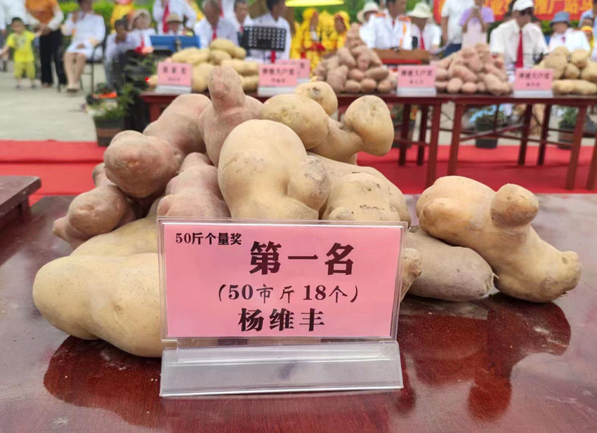 马铃薯丰收节上的获奖者。丁龙吟摄