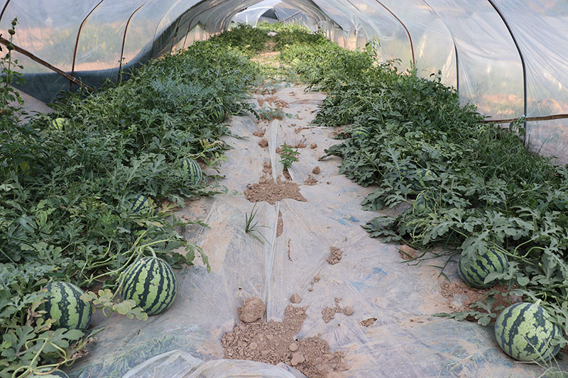 西瓜种植大棚。