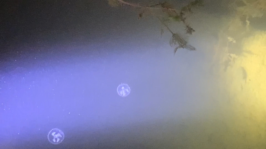 桃花水母。视频截图