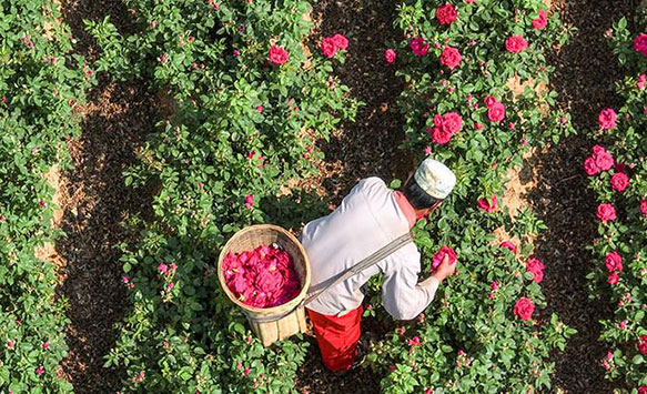 雲南安寧玫瑰花盛開 “最浪漫工種”上線