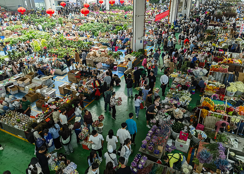 五一期间斗南花卉产业园区花卉交易量约2.34亿枝，交易额2