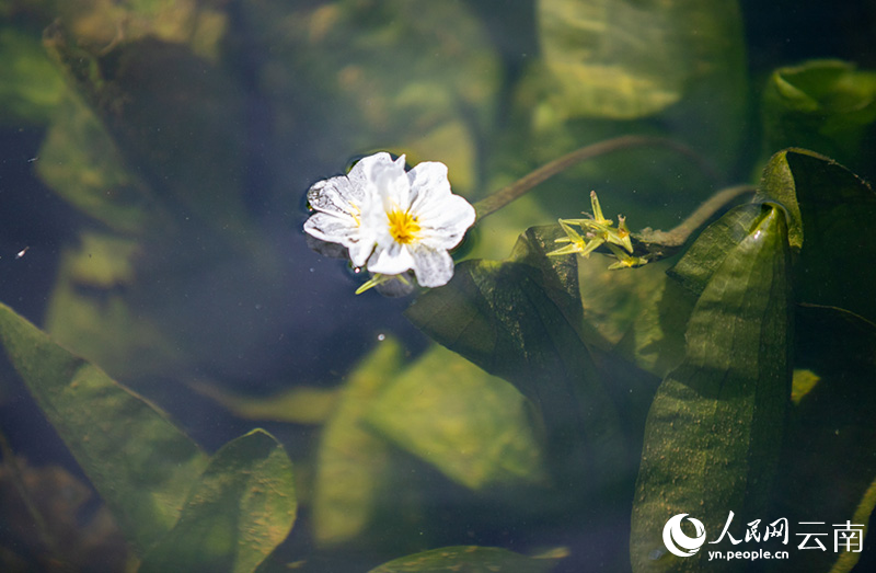 【1】图为4月23日在滇池大泊口水域拍摄的海菜花。人民网-虎遵会摄