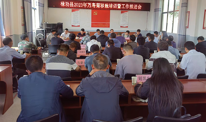 2023年万寿菊产业推进会现场。付学东摄