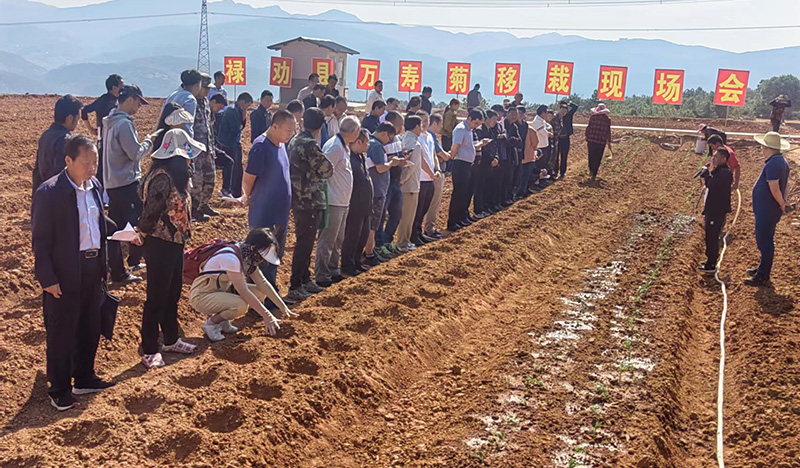 2023年万寿菊移栽现场会·县农业农村局付学东供图