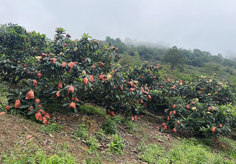 枇杷种植基地。