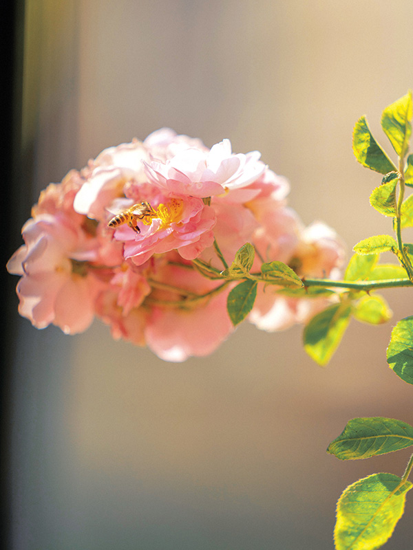花香引蜂来。马秋菊摄