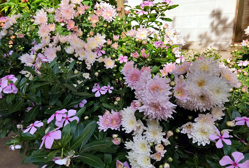 小院四季有花开。李毅摄
