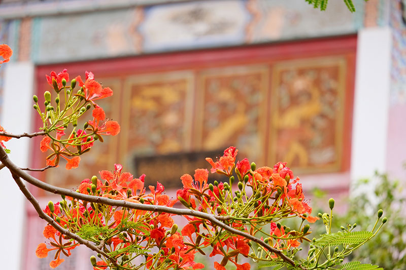 凤凰花开扮靓红河开远的夏天。张漪琪摄