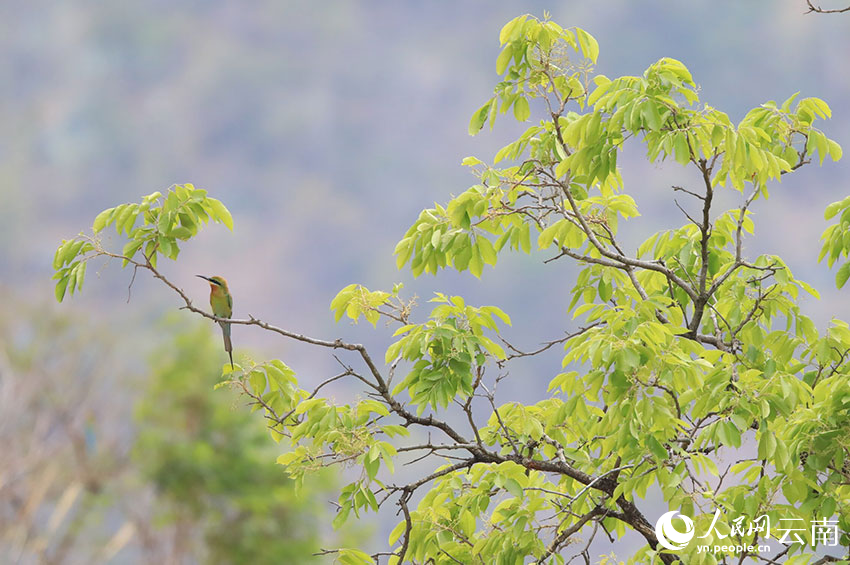 每年5月左右，栗喉蜂虎從東南亞飛來雲南保山施甸繁衍生息。楊磊攝