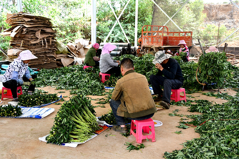 工人们正在剪切包装芍药花