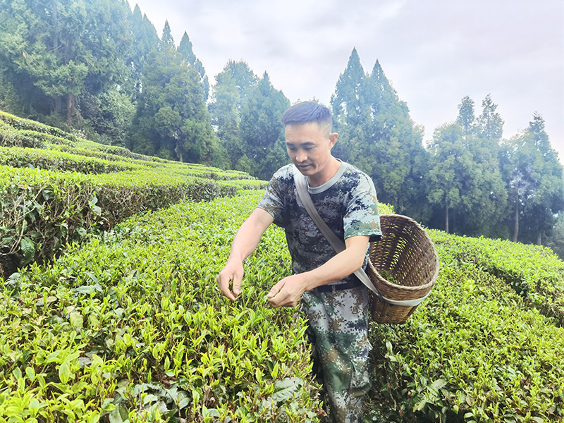 郭必貴正在採春茶--楊芮攝