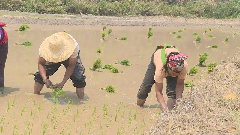 雲南省瀾滄縣推進農田水利建設，守護糧食安全。瀾滄縣融媒體中心供圖5