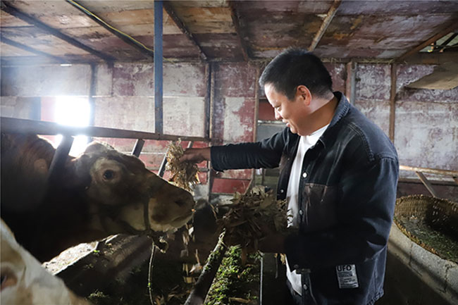 杨明奎利用笋壳喂养黄牛。杨德强摄