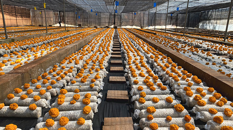 育苗棚内生长着待采收的金耳菌 。罗优摄