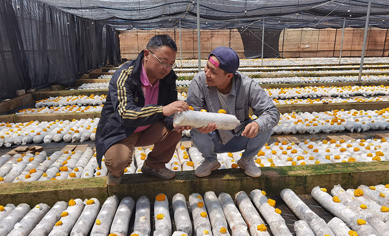 育苗棚外的育菇废弃养料作为生物质原料 （罗优 摄）