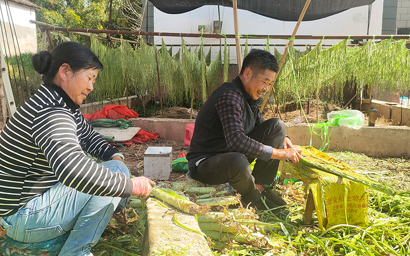 李金华王建芝夫妇在加工贡菜。
