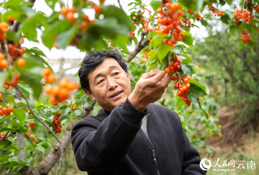 何吉奎正在地里摘樱桃。人民网记者 符皓摄