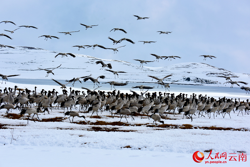 大山包的冰天雪地裡，正在休息的黑頸鶴。鄭遠見攝