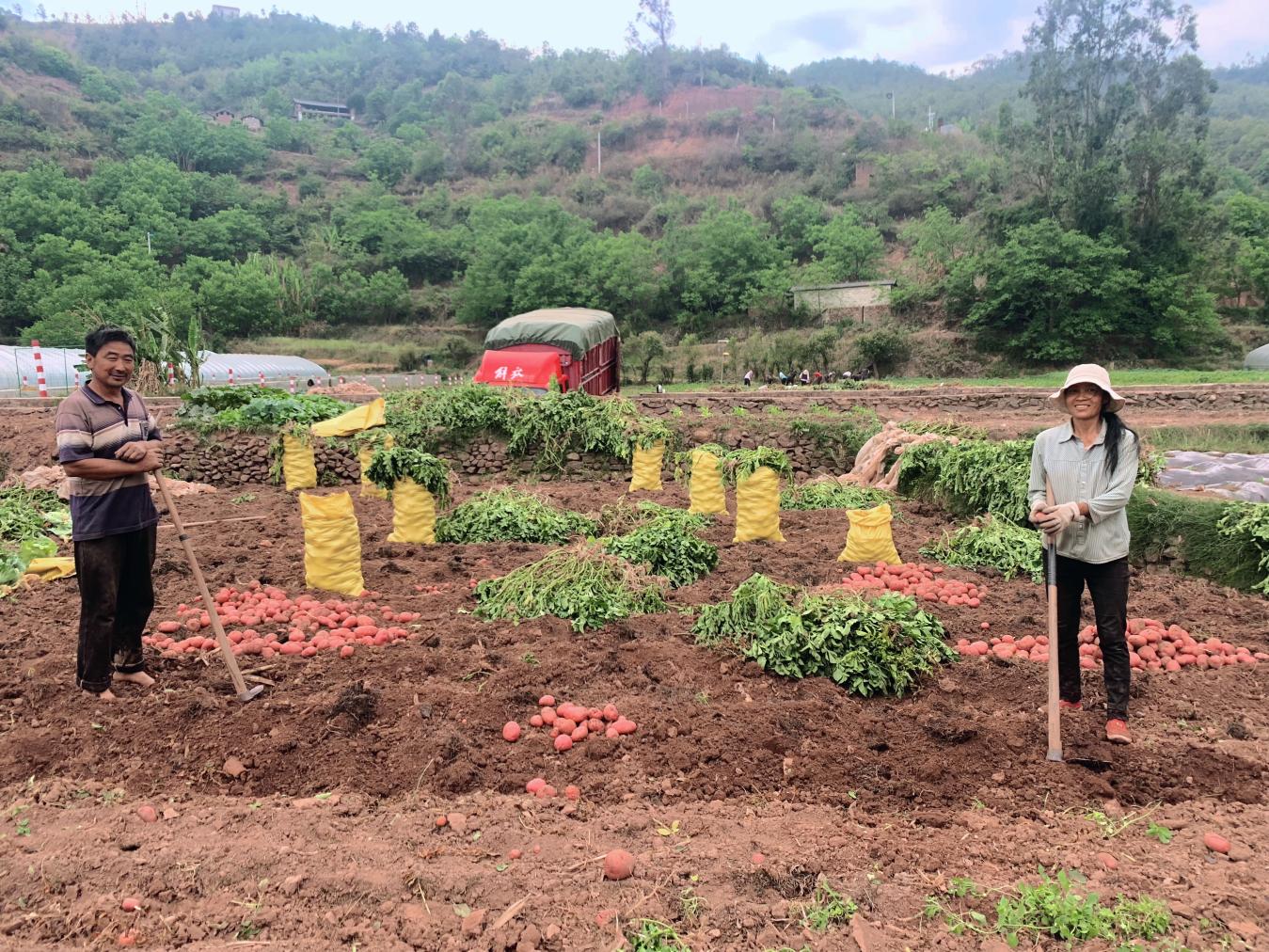 村民正在挖洋芋。南华县融媒体中心供图
