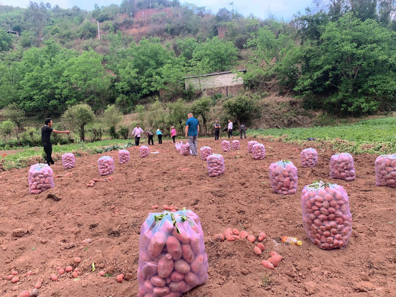 打包好准备出售的洋芋。南华县融媒体中心供图