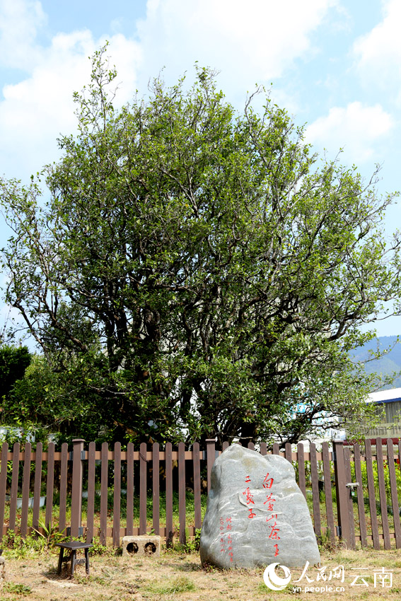 3白莺山树龄达2800年的古茶树王。人民网记者 符皓摄