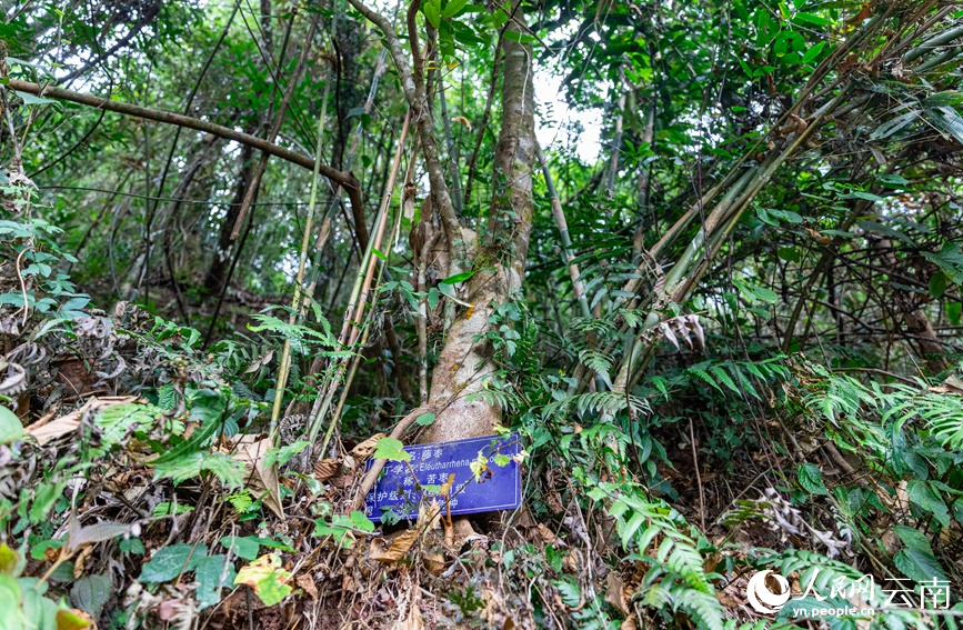 十层大山上的国家二级保护野生植物藤枣。人民网 虎遵会摄