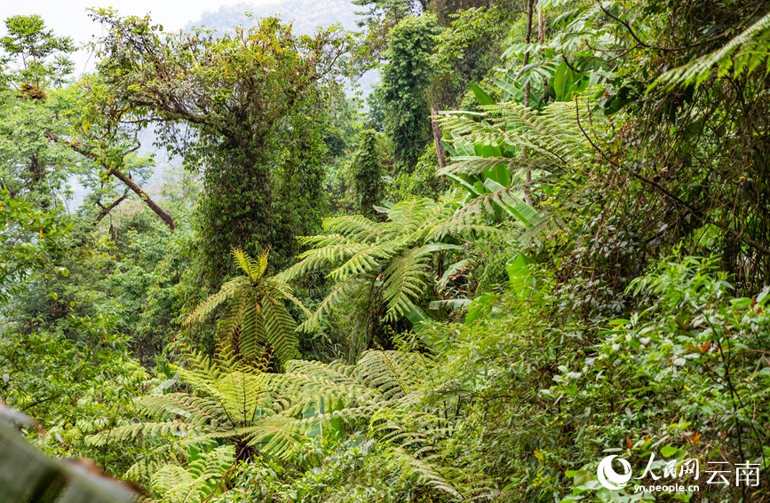 十层大山上茂密的植被。人民网 虎遵会摄