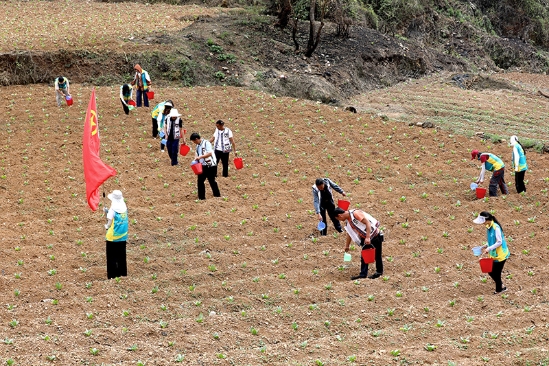 团员青年和农户一起为烟苗浇水。蒋晓辉摄