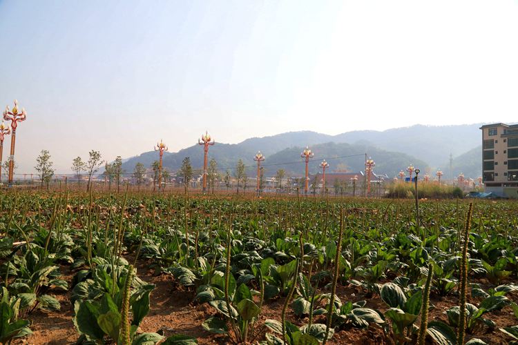 种植的车前草。