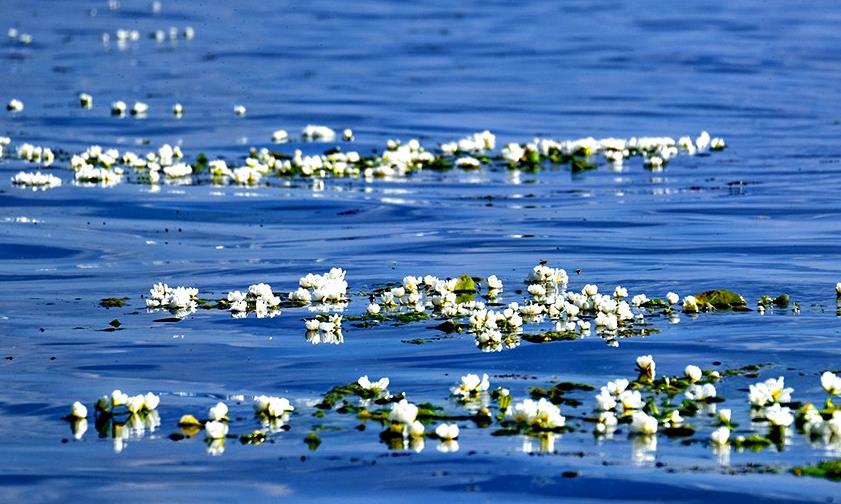 水质持续向好 洱海海菜花如约而至