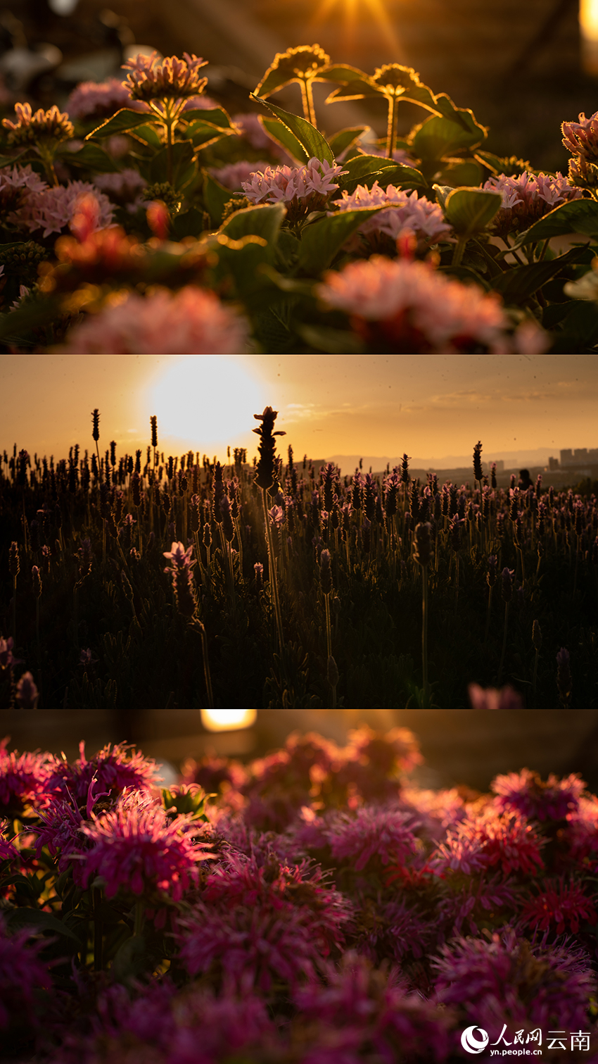 赴百年雲大，賞夕陽剪影。竇淑群攝