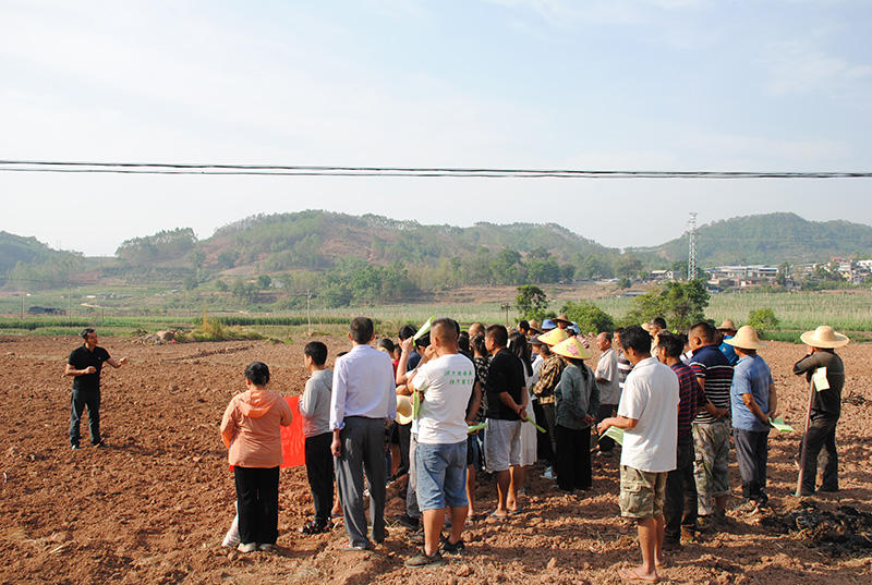 2023年带状大豆玉米复合种植技术和水稻旱作技术培训现场