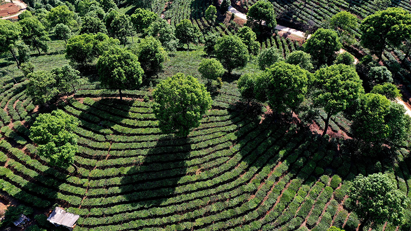 茶叶基地。陶平摄