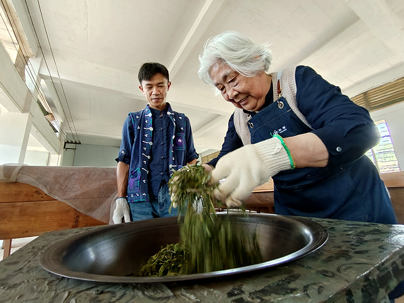 武汉游客正在体验制茶。陶平摄