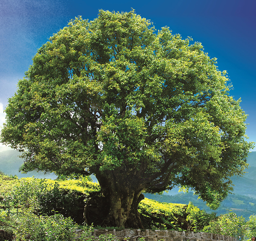 锦秀茶尊，一棵树龄约3200多年的古茶树。凤庆县委宣传部供图