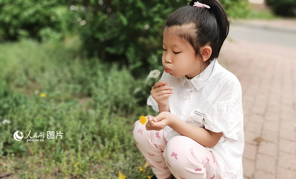 5月28日，在吉林長春，初夏微風徐徐，一朵朵蒲公英綻放出金燦燦的笑臉，結出的絨球是大自然饋贈給孩子們的快樂禮物，“蒲公英寶寶”隨風開始了它的旅行。人民網記者 王帝元攝