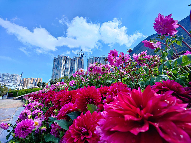 鮮花裝點個舊市金湖文化廣場。張航-攝
