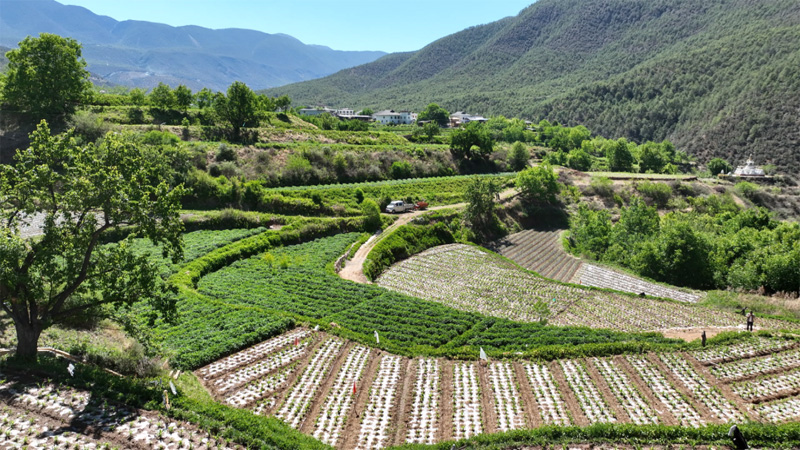 高原洋芋种植基地。香格里拉市融媒体中心供图