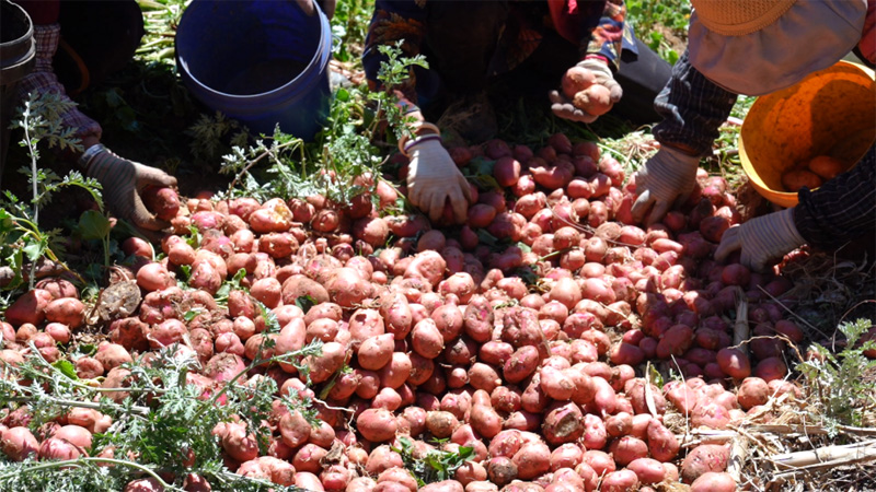 云南省香格里拉市尼西乡汤满村的高原洋芋迎来采收。香格里拉市融媒体中心供图1