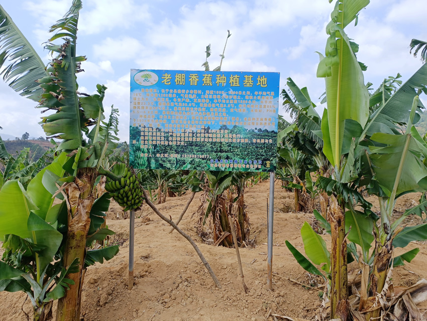 2老棚村香蕉种植基地。云县融媒体中心供图