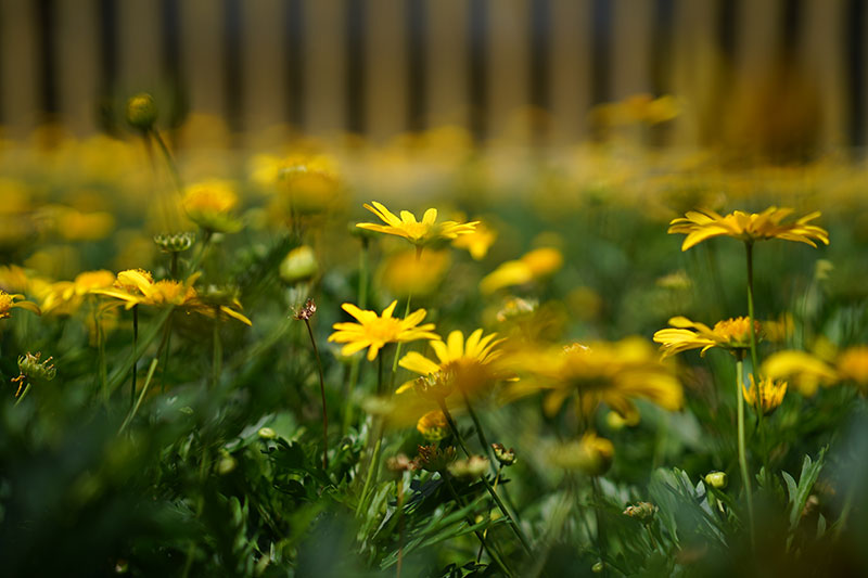 繁花装点城市。