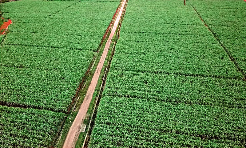 景谷县甘蔗种植基地（2023年1月摄）