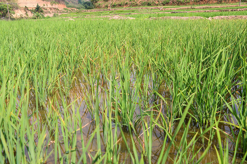 部分水稻叶片变得枯黄。李汶燕摄