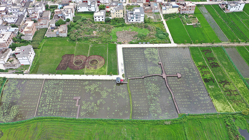 2021年大理海西产业综合体种植的香米稻田造型