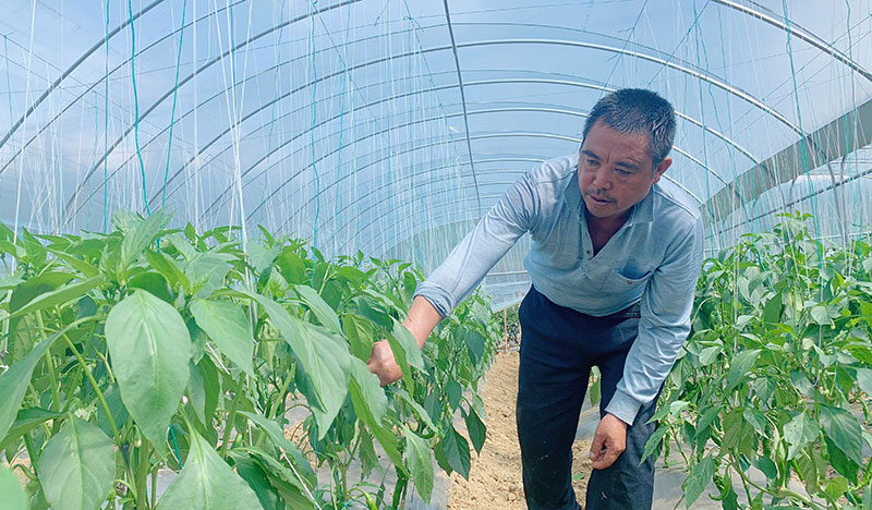 蓝玉华查看大棚辣椒长势。刘依然摄