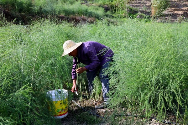 務工人員正在採摘蘆筍。景東縣融媒體中心供圖