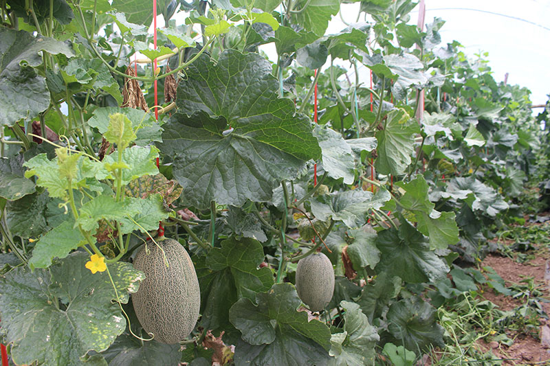 景谷县正兴镇哈密瓜上市（2023年6月摄）3