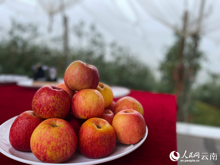 超越公司展示去年的“昭阳红”苹果。人民网记者 程浩摄