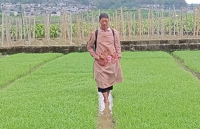 张有炳在给水稻秧苗施药。