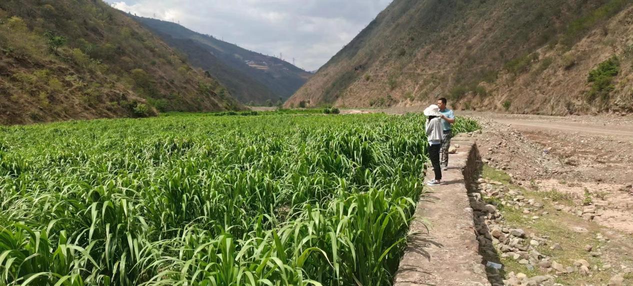 罗武庄乡巨菌草种植基地。南华县融媒体中心供图